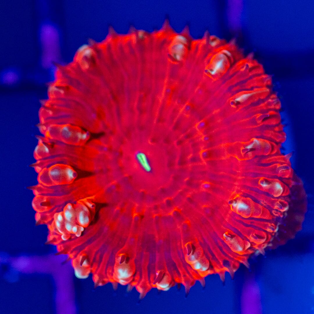 Blastomussa Frag 5A - WYSIWYG Reef Lounge Norco