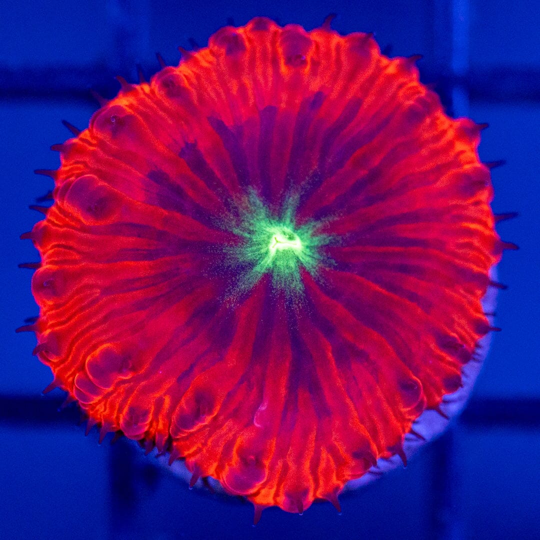 Blastomussa Frag 8B - WYSIWYG Reef Lounge Coral