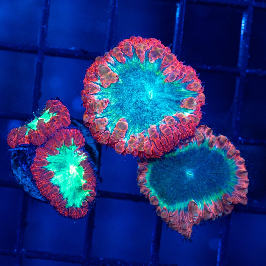 Blastomussa Variety Pack 1A - WYSIWYG Reef Lounge Norco