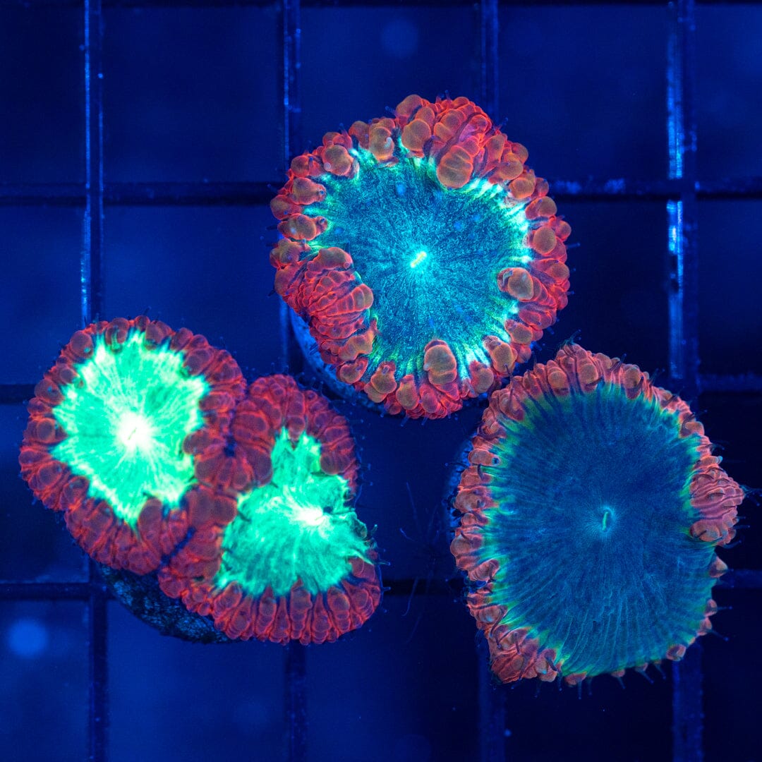 Blastomussa Variety Pack 2A - WYSIWYG Reef Lounge Norco