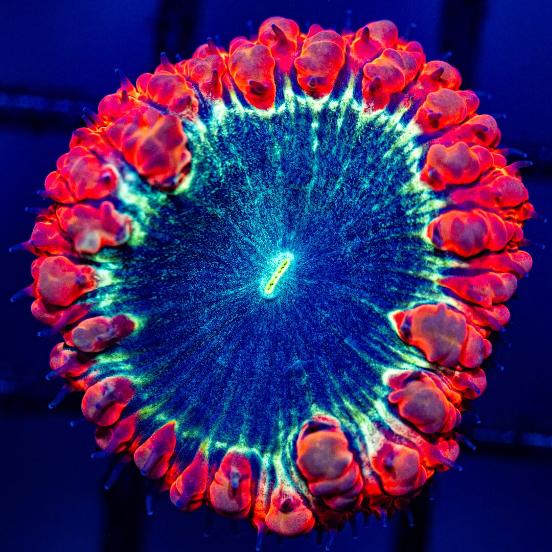 Blastomussa Wellsi Frag A1 - WYSIWYG Reef Lounge Norco