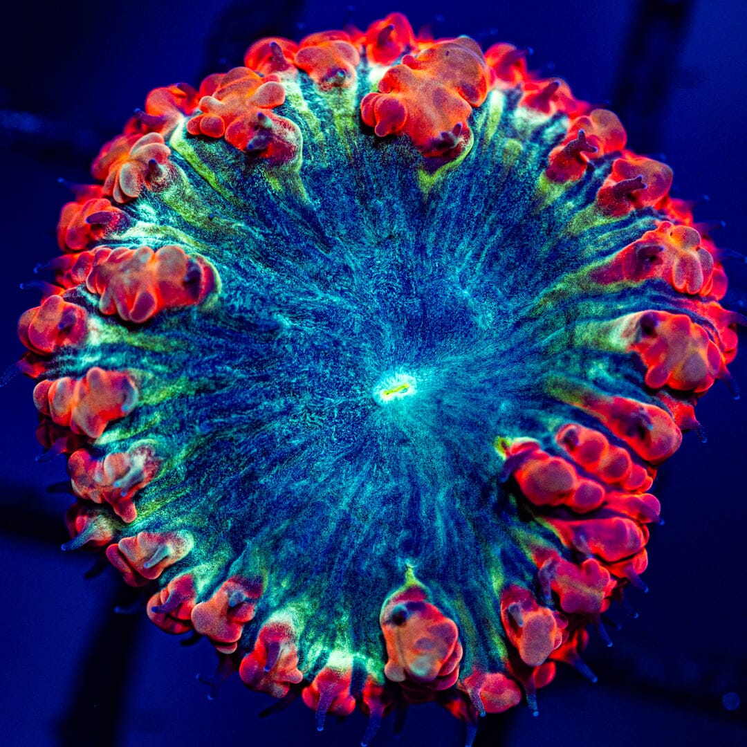Blastomussa Wellsi Frag A2 - WYSIWYG Reef Lounge Norco