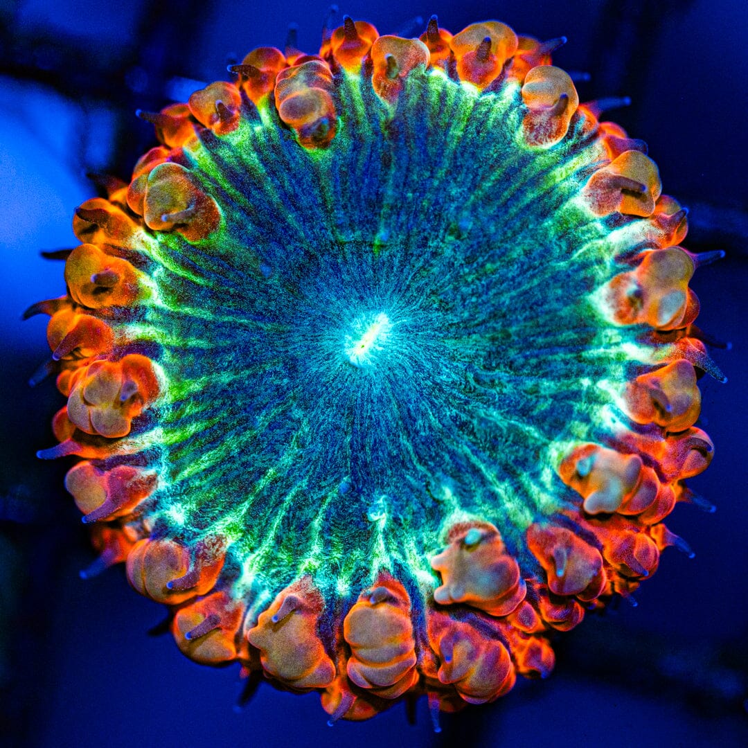 Blastomussa Wellsi Frag A3 - WYSIWYG Reef Lounge Norco