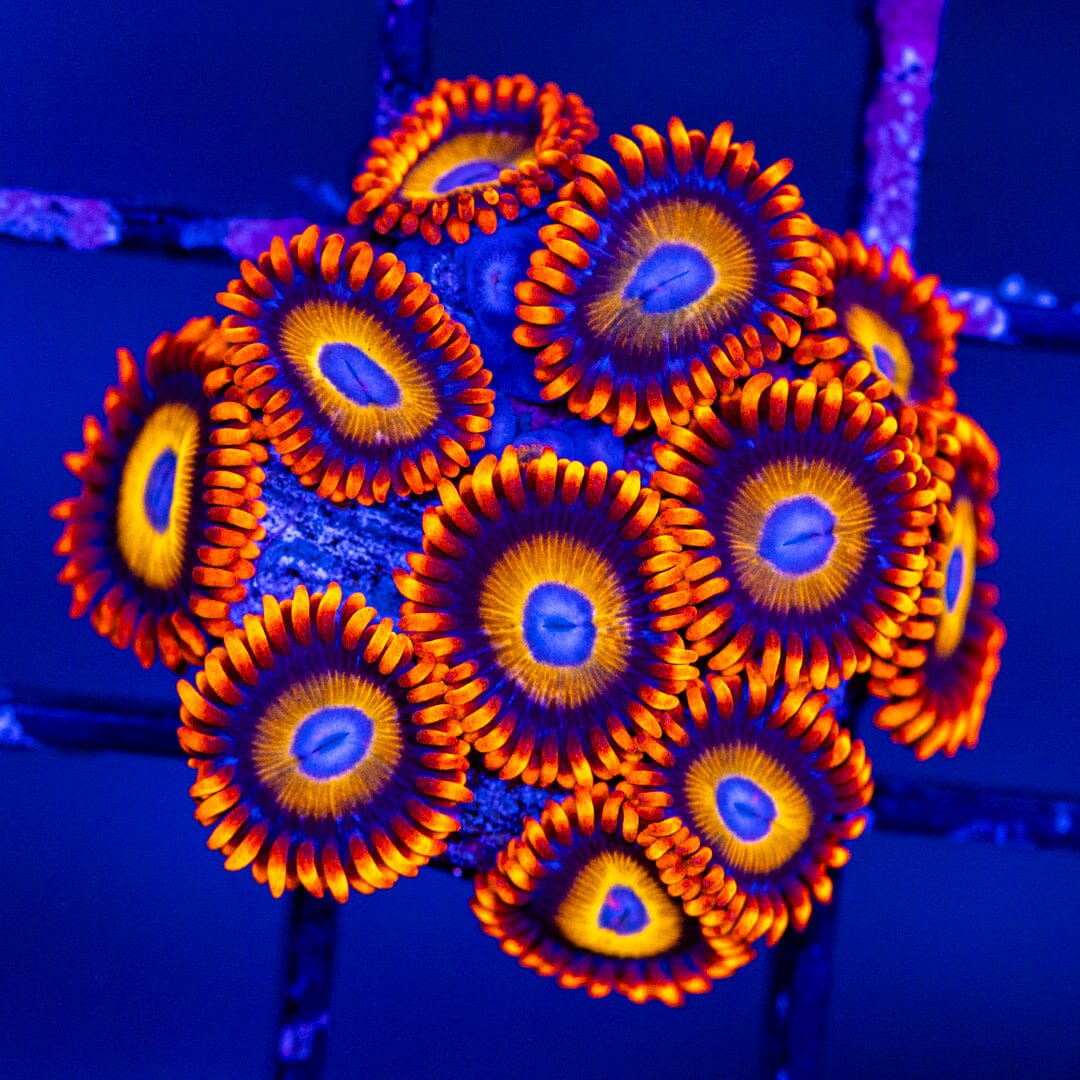 Blondies Zoa Mini Colony - WYSIWYG Reef Lounge Norco