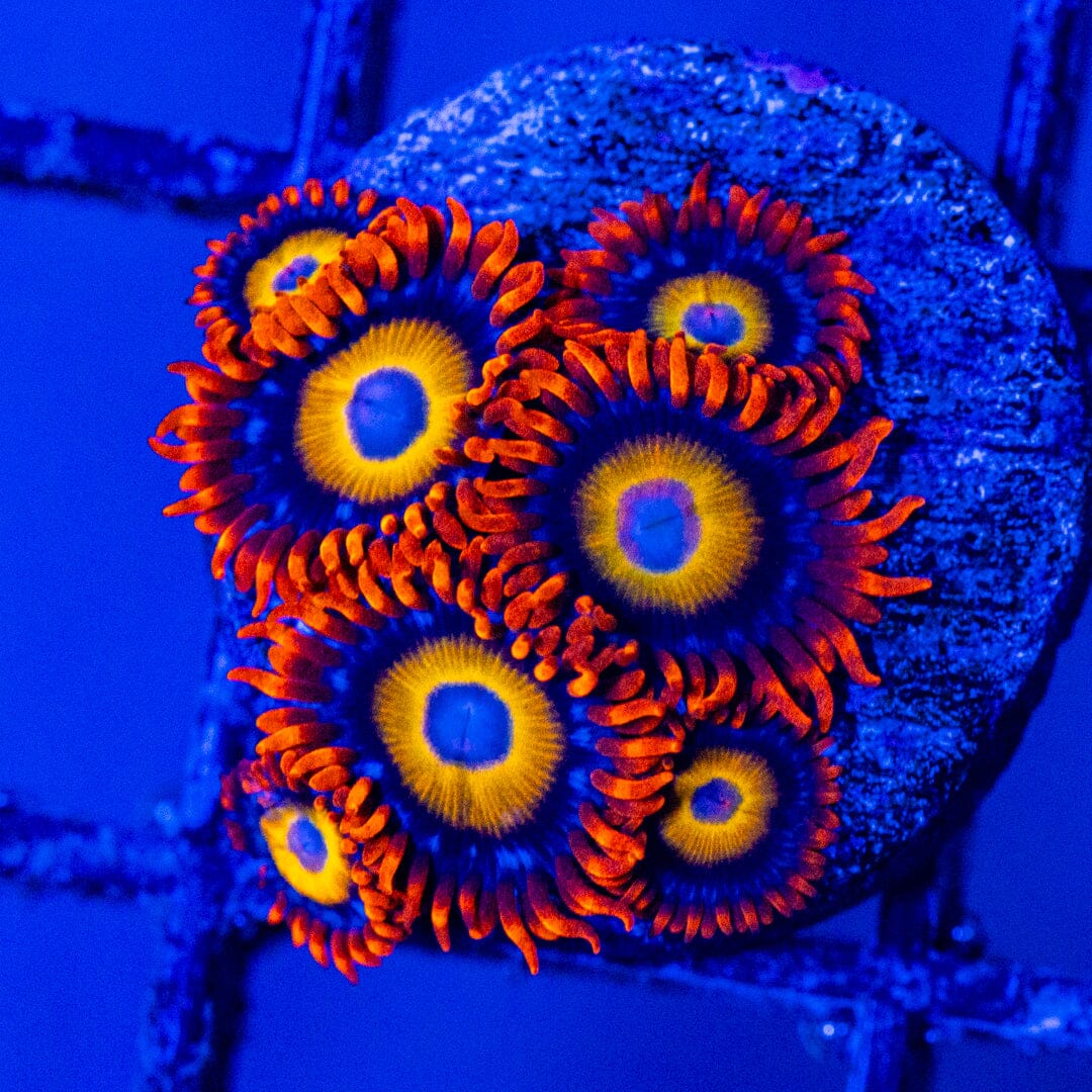 Blondies Zoa Mini Colony - WYSIWYG Zoa Reef Lounge USA