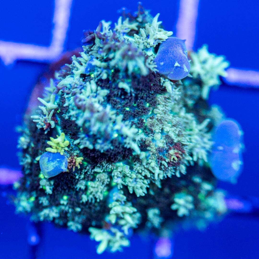 Blue Balls Bounce Mushroom Coral 3A - WYSIWYG Reef Lounge Coral