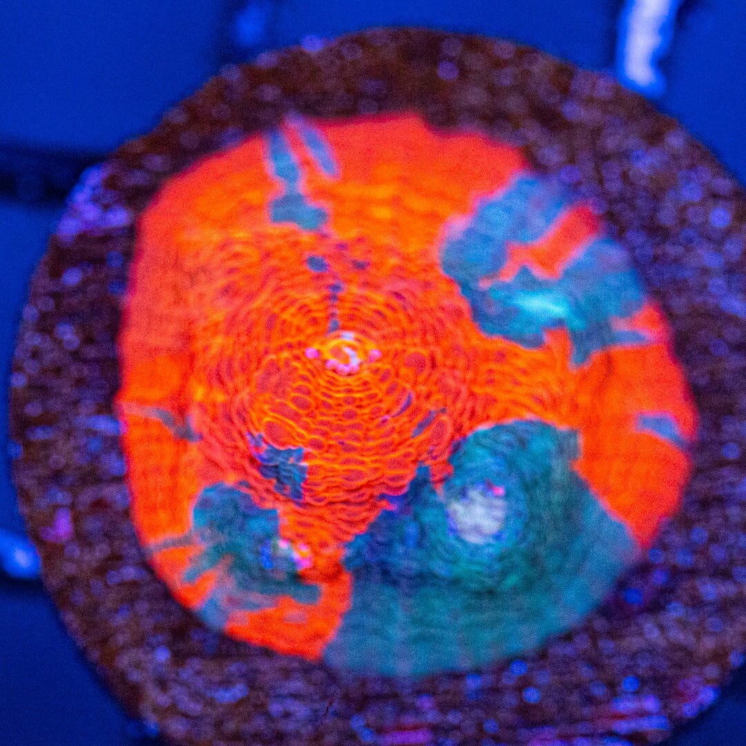Blue Blood Chalice 1A - WYSIWYG Reef Lounge Coral