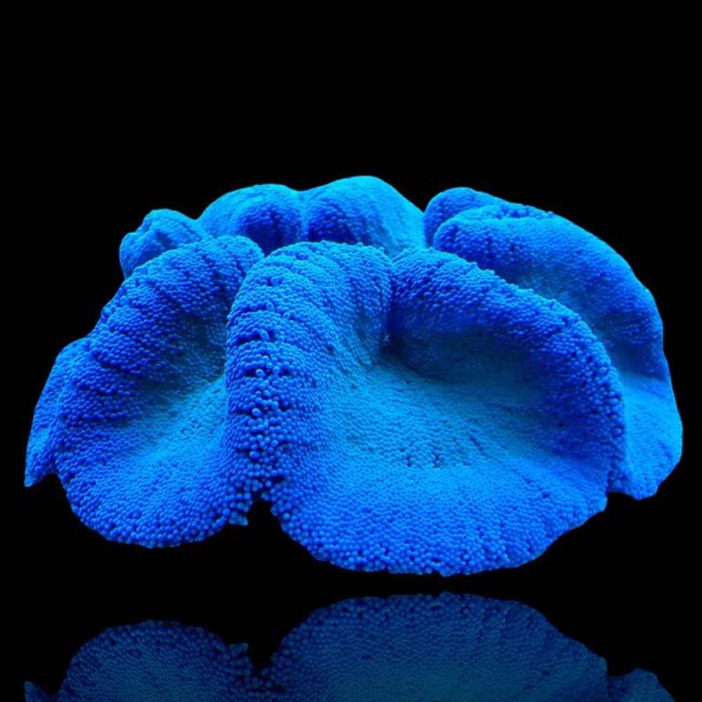 Blue Carpet Anemone Fish Reef Lounge USA