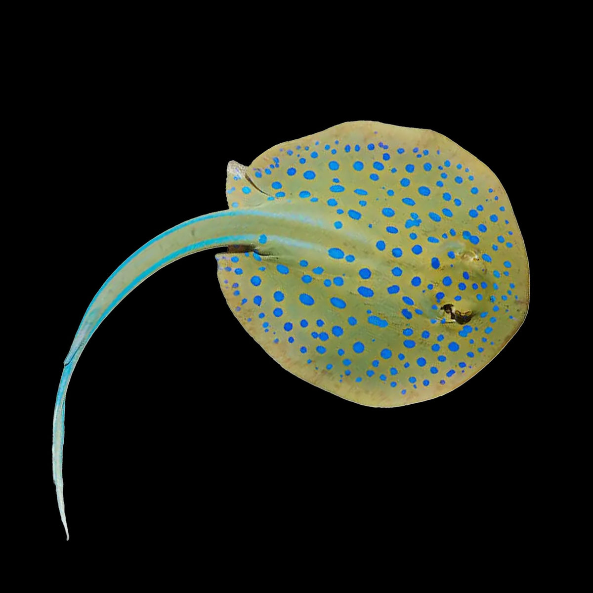 Blue Dot Stingray Fish Reef Lounge USA