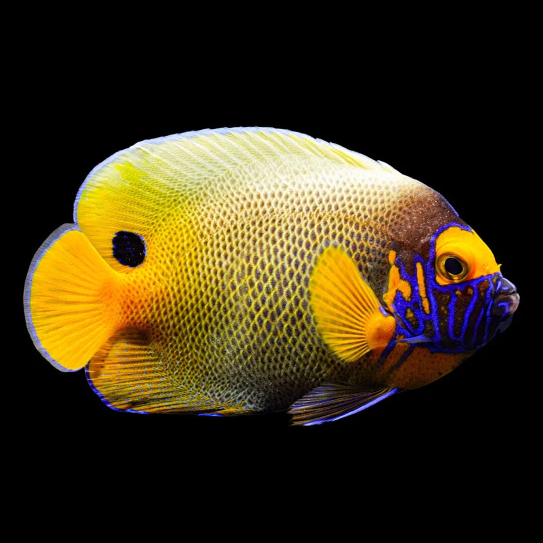 Blue Face Angelfish Fish Reef Lounge USA