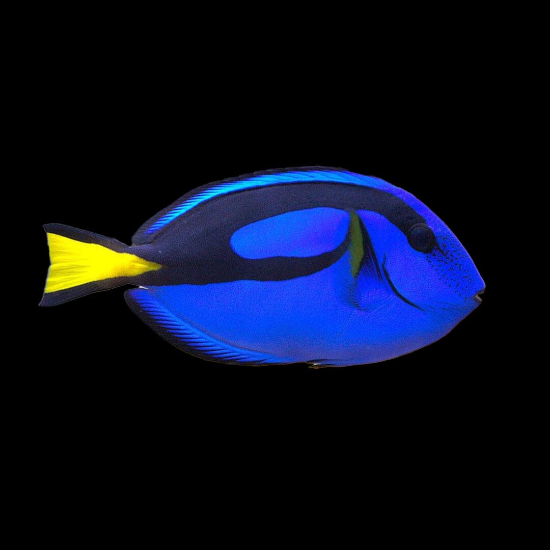 Blue Hippo Tang Fish Reef Lounge USA