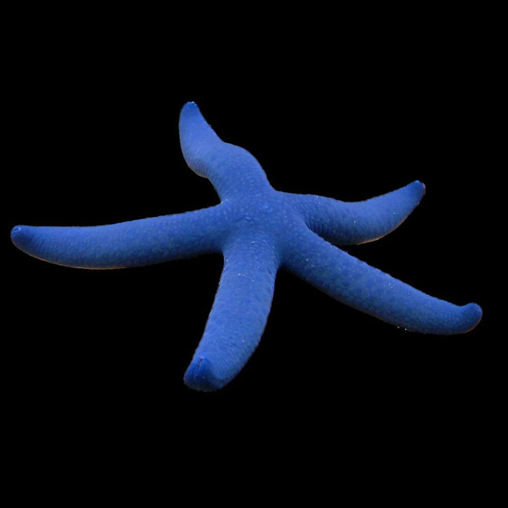 Blue Linkia Starfish Fish Reef Lounge USA