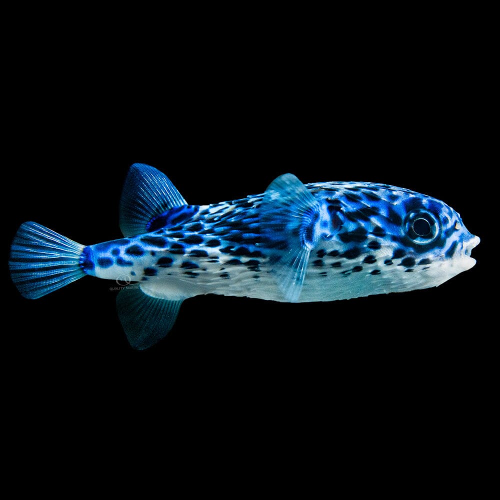 Blue Pelagic Porcupine Puffer Fish Reef Lounge USA