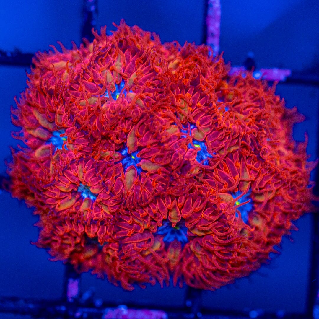 Blue Raven Blasto Merletti Colony - WYSIWYG Reef Lounge Norco