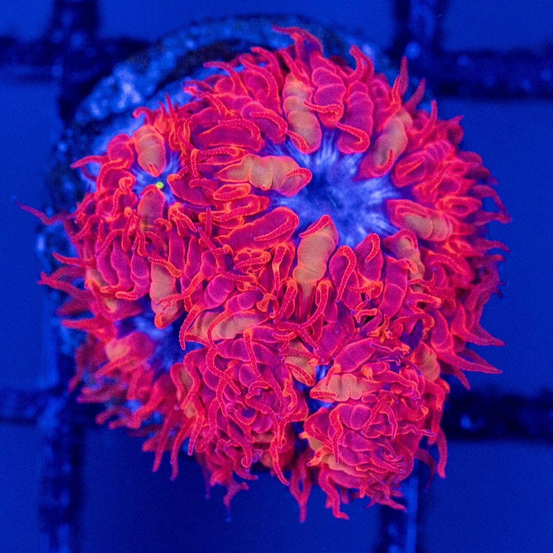 Blue Raven Blasto Merletti - WYSIWYG Reef Lounge Norco