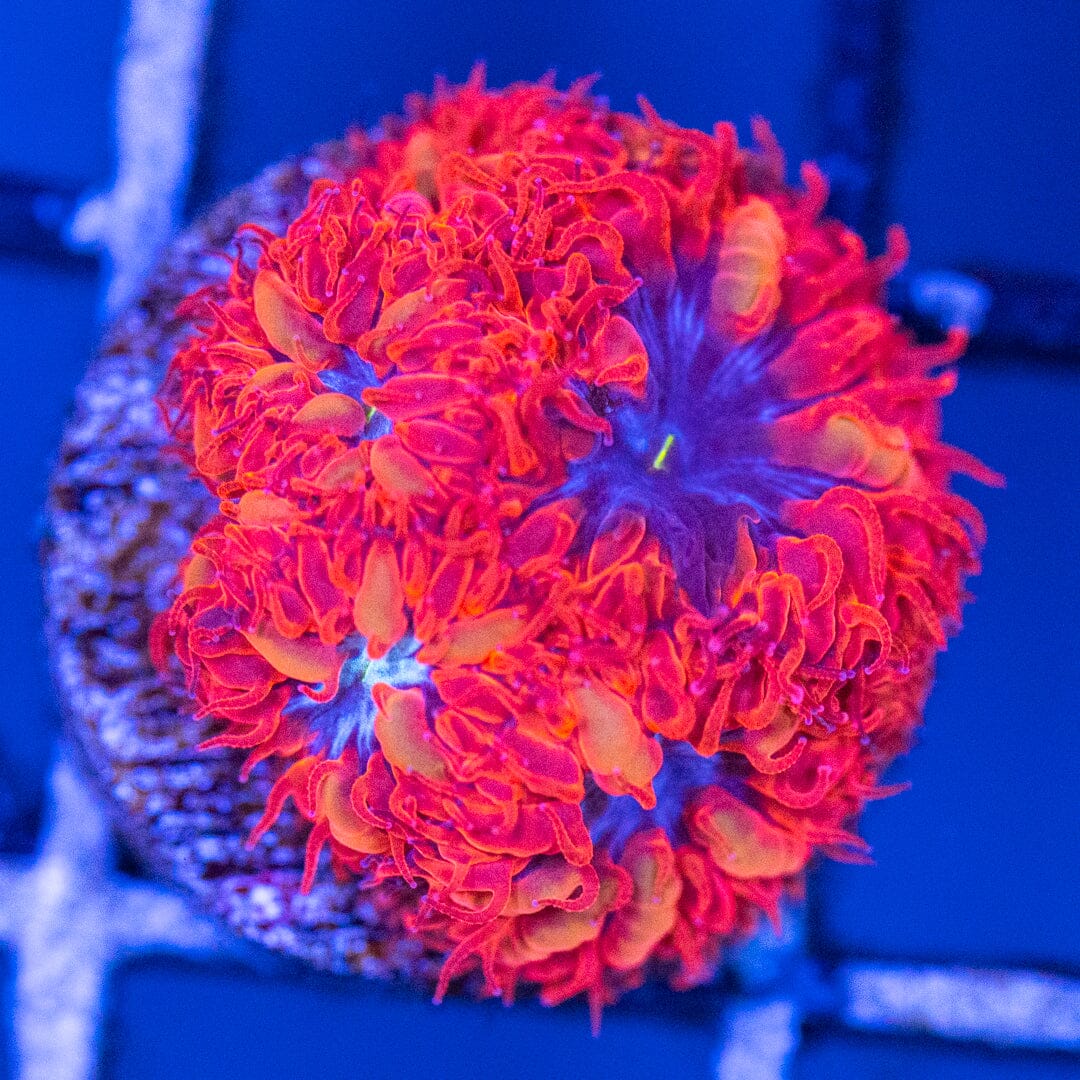 Blue Raven Blastomussa 1A - WYSIWYG Reef Lounge Coral