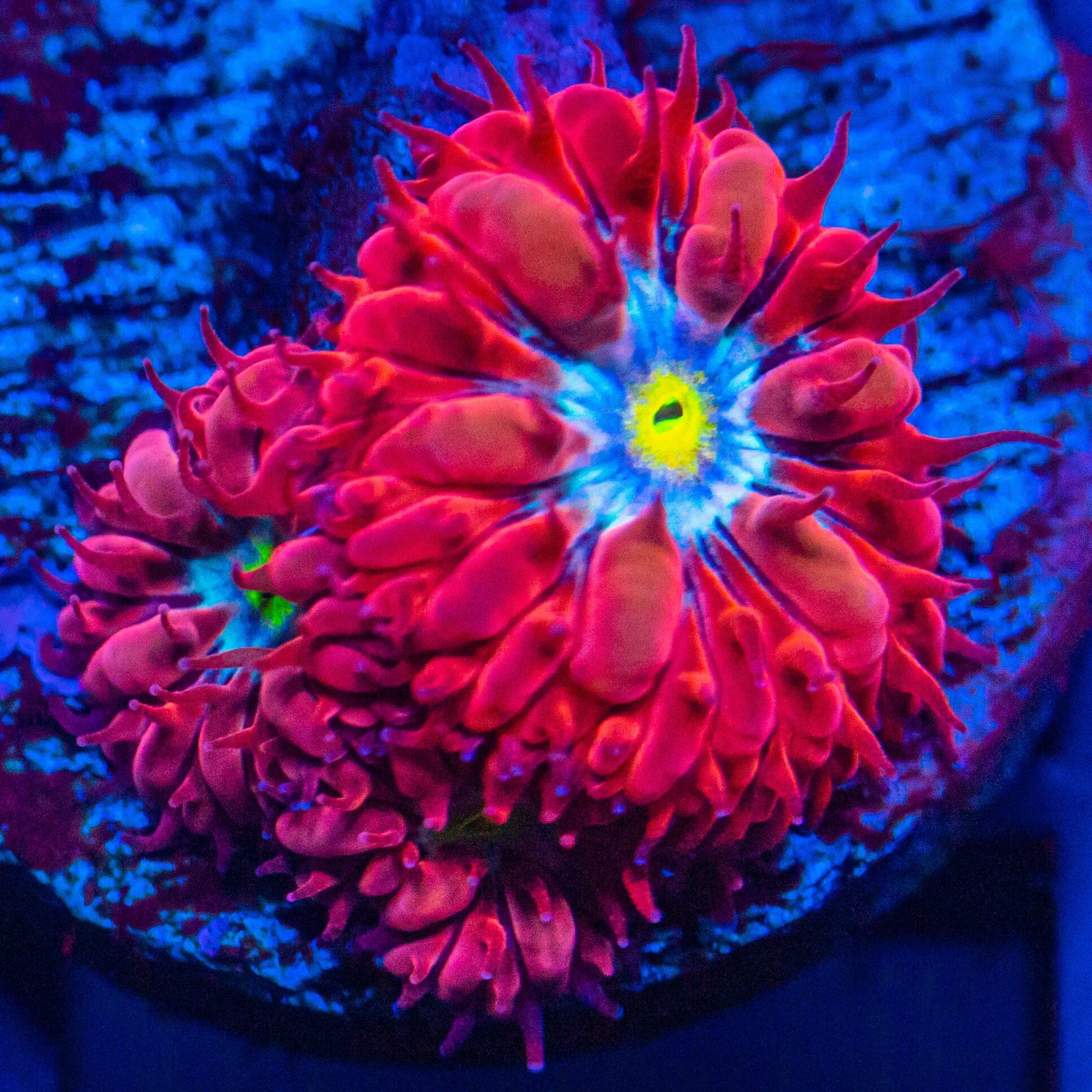 Blue Raven Blastomussa Reef Lounge Coral