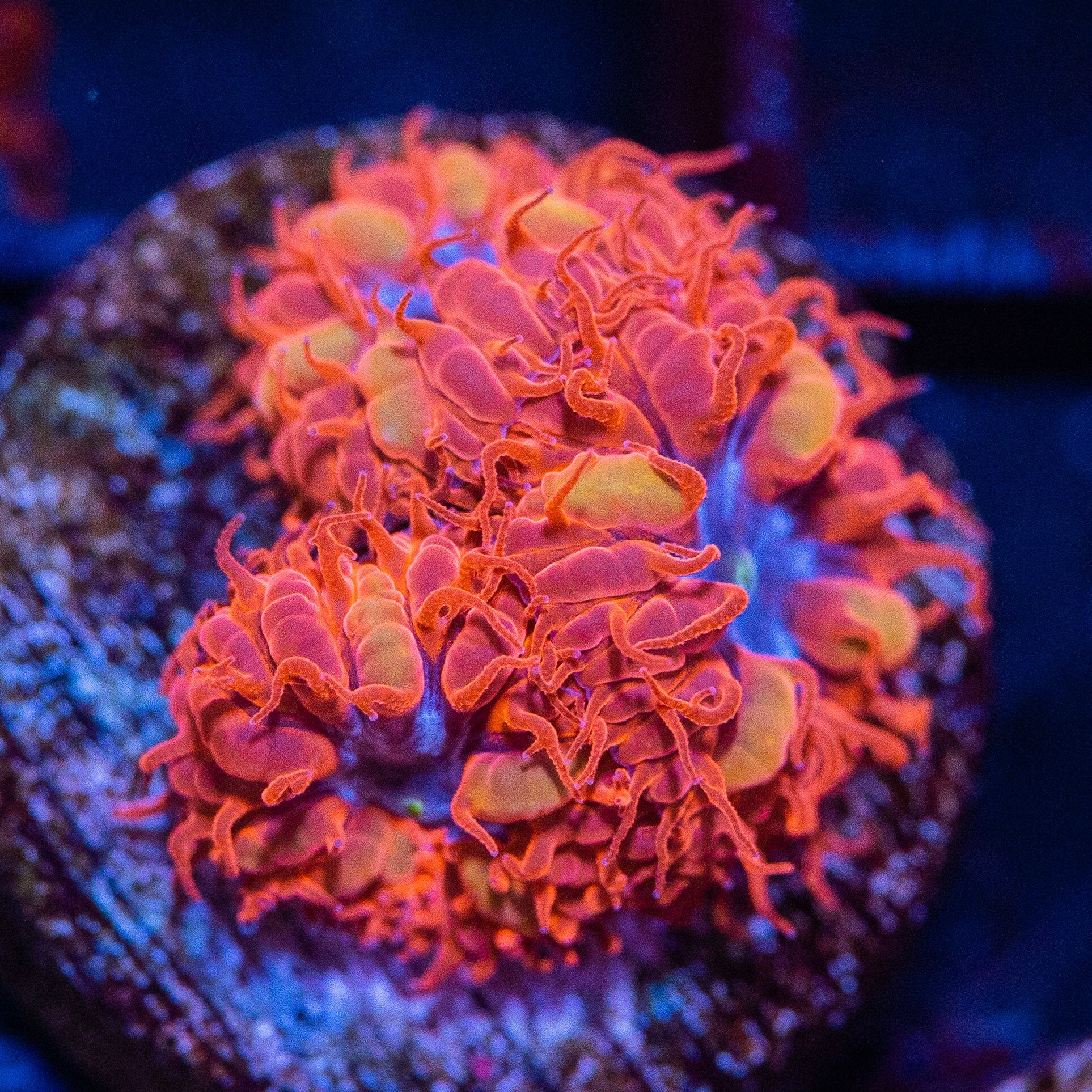 Blue Raven Blastomussa Reef Lounge Coral