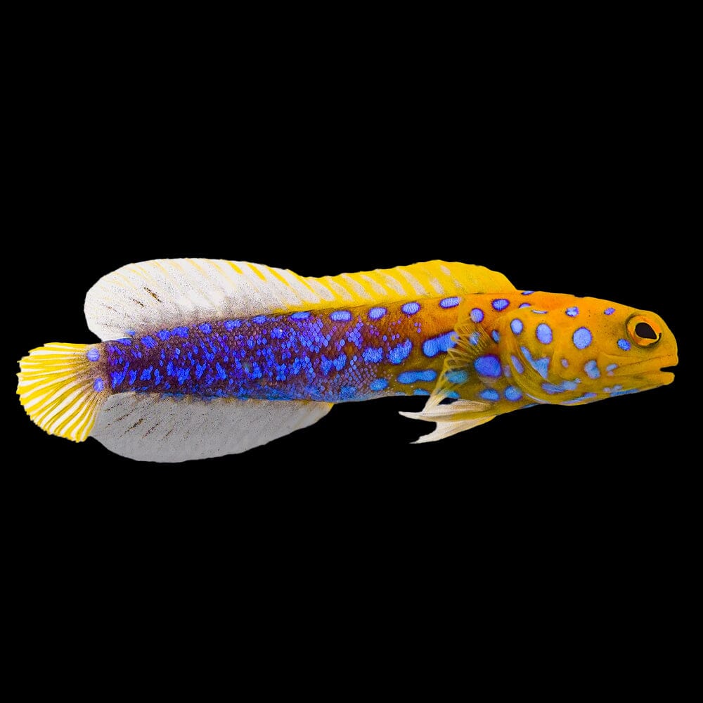 Blue Spot Jawfish Fish Reef Lounge USA