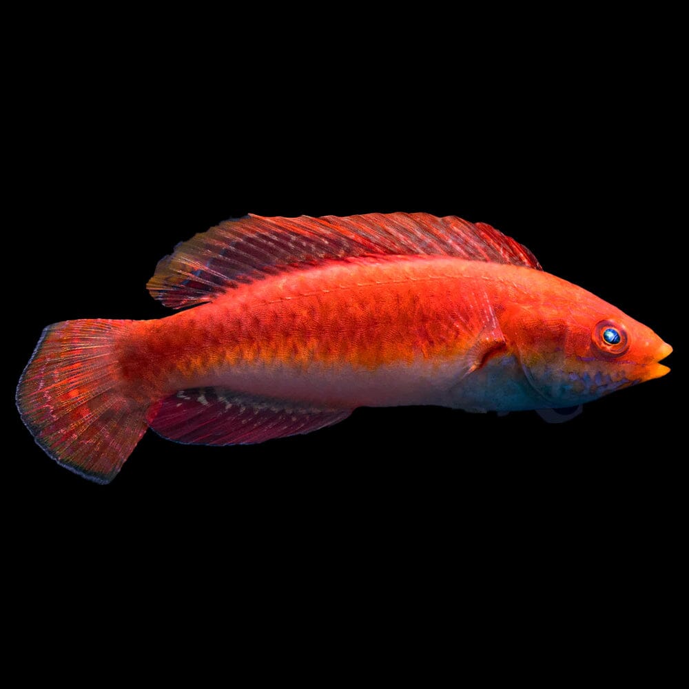 Blue Throat Sailfin Fairy Wrasse Fish Reef Lounge USA