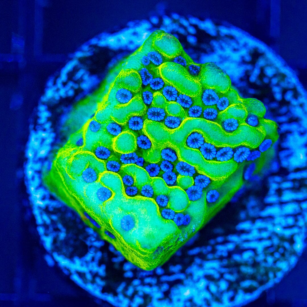 Blueberry Montipora Reef Lounge Norco