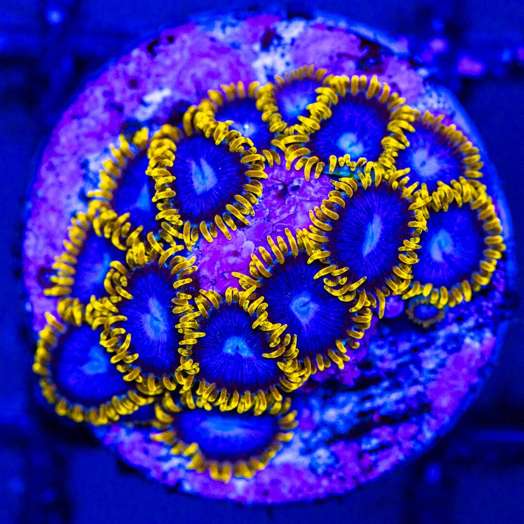 Blueberry Muffins Zoanthids LPS Coral Reef Lounge USA