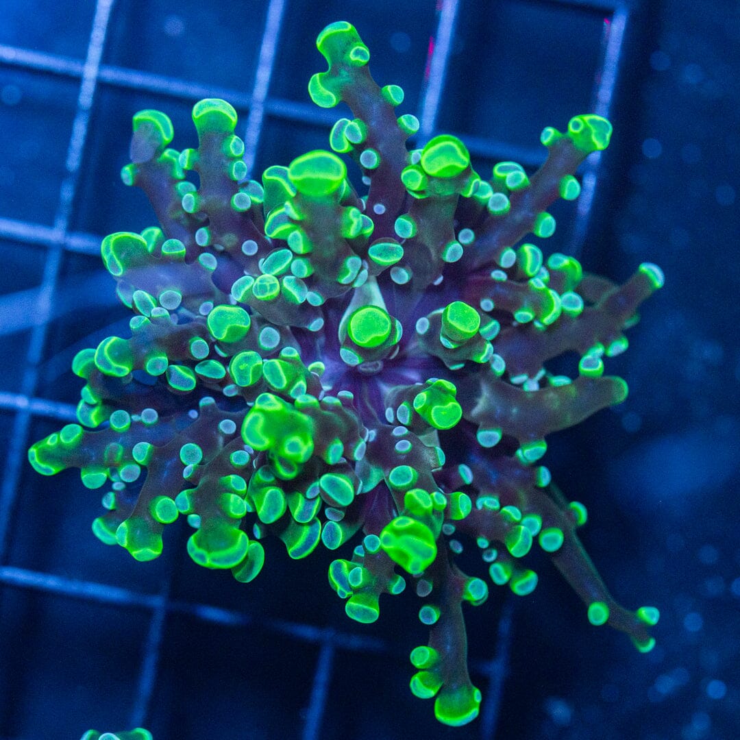 Blueberry Octospawn - WYSIWYG Reef Lounge Coral