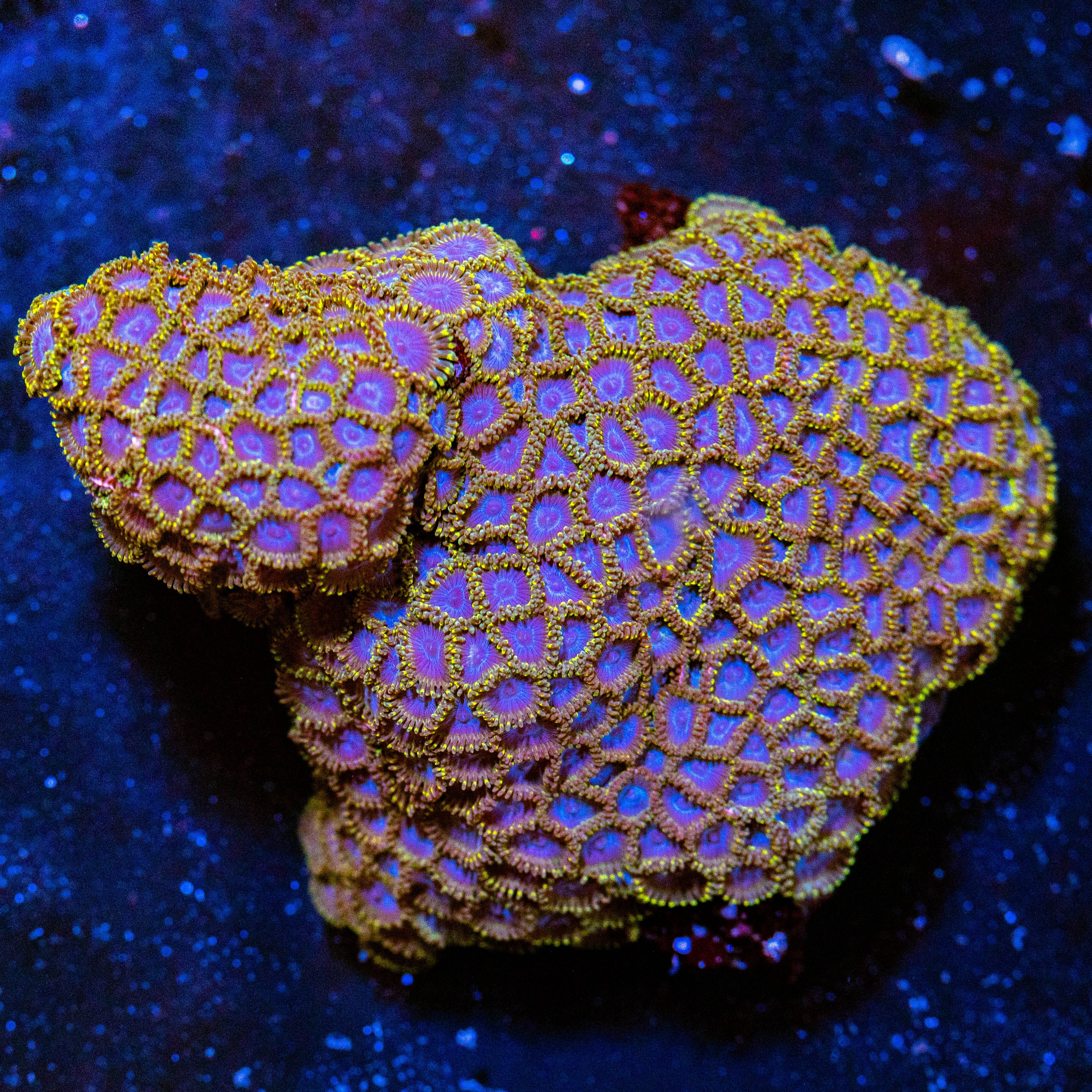 Blurple Hornet Zoanthid Colony - WYSIWYG Reef Lounge USA