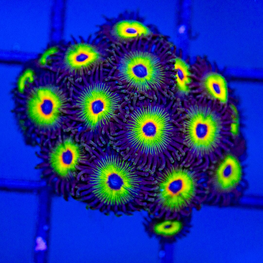 Bob Marley Zoa Mini Colony - WYSIWYG Reef Lounge Norco