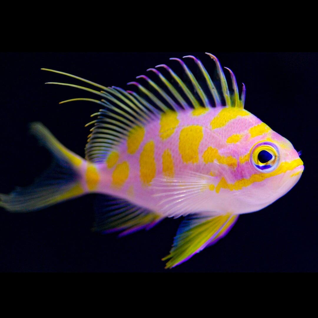 Borbonius Anthias Fish Reef Lounge USA