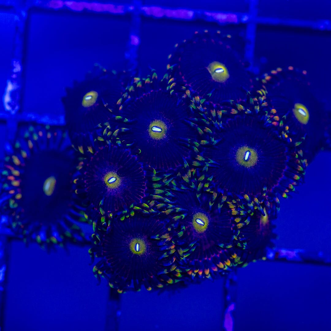 Bozo's Birthday Zoa Mini Colony - WYSIWYG Reef Lounge Norco