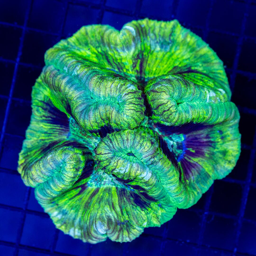 Brain Coral 10C - WYSIWYG Reef Lounge Norco