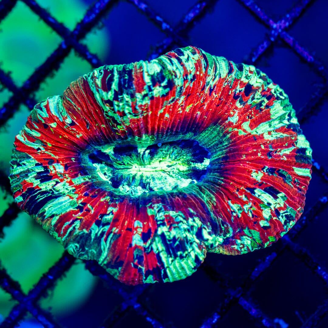 Brain Coral 10D - WYSIWYG LPS Coral Reef Lounge USA