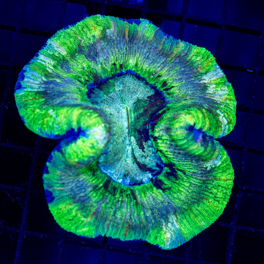 Brain Coral 11C - WYSIWYG Reef Lounge Norco