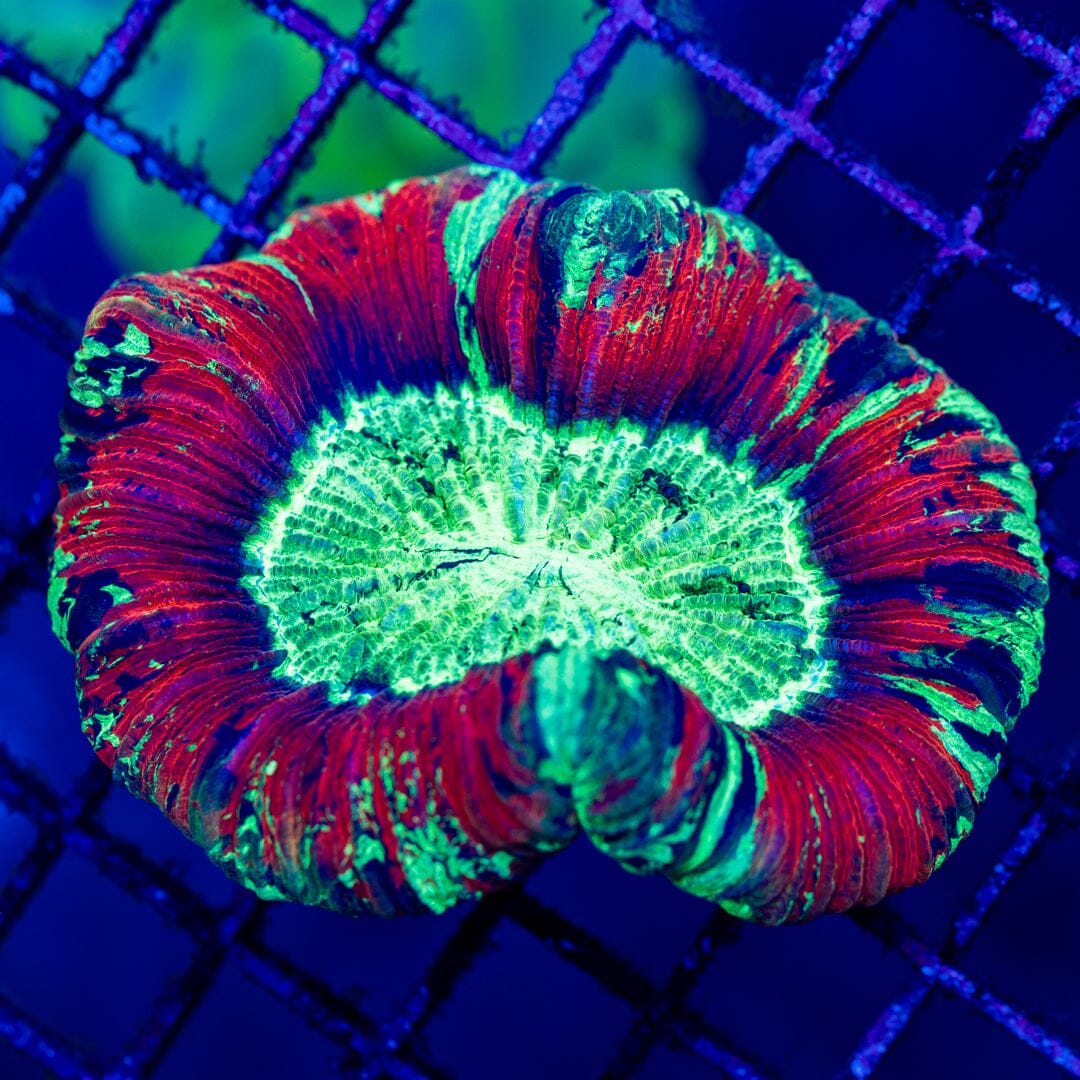 Brain Coral 11D - WYSIWYG LPS Coral Reef Lounge USA