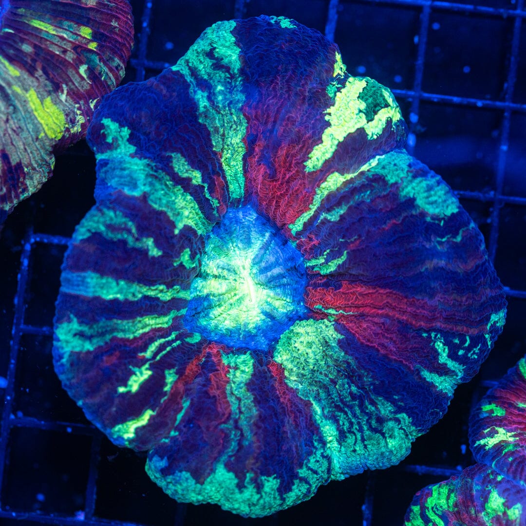 Brain Coral 12B - WYSIWYG Reef Lounge Norco