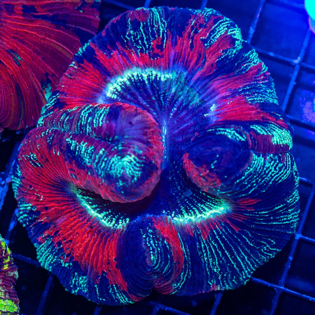 Brain Coral 13B - WYSIWYG Reef Lounge Norco