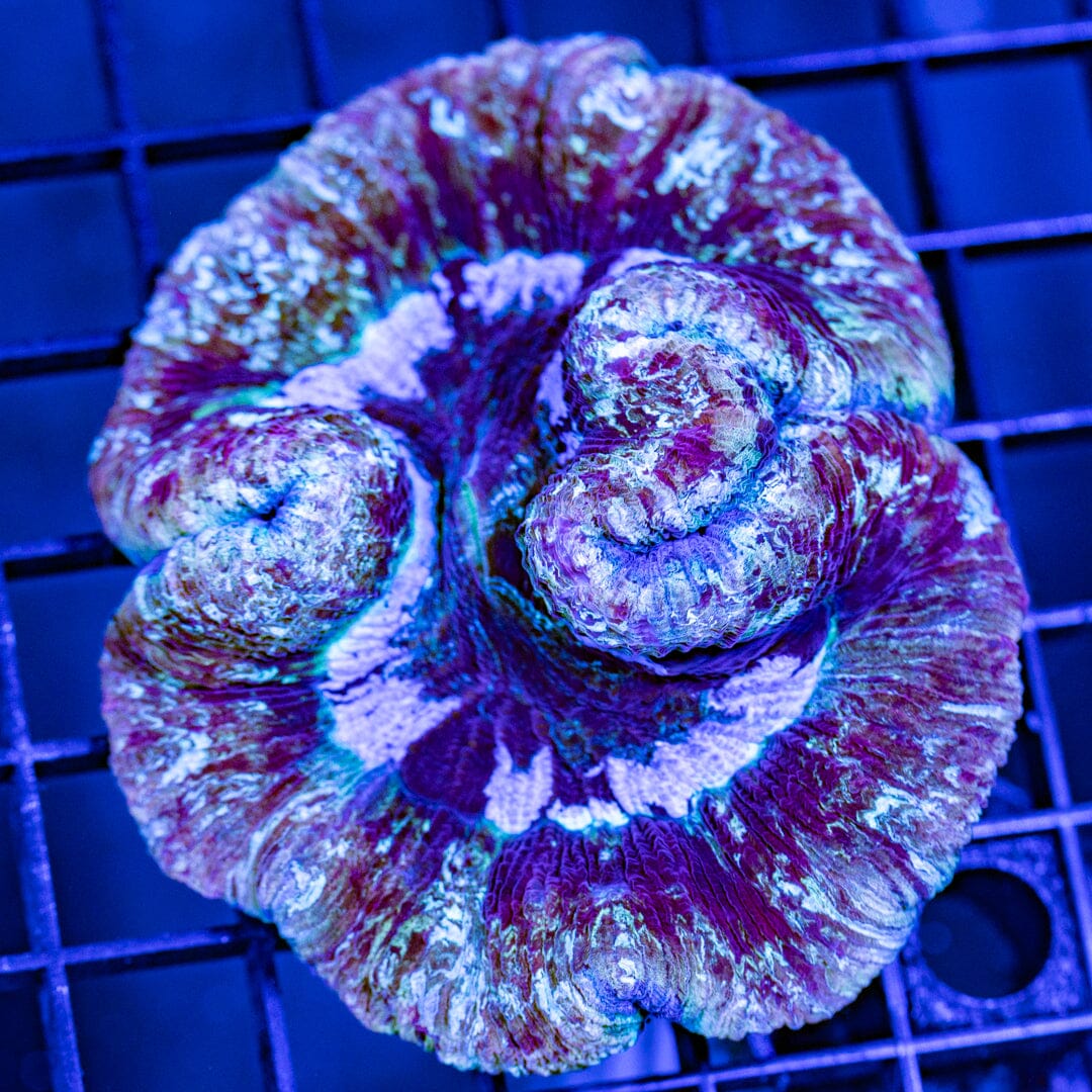 Brain Coral 14C - WYSIWYG Reef Lounge Norco