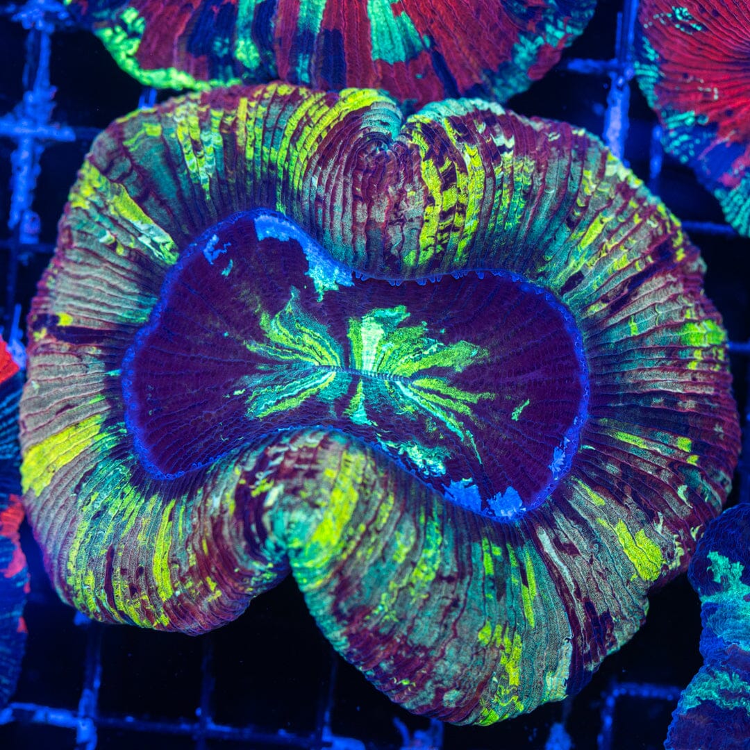 Brain Coral 15B - WYSIWYG Reef Lounge Norco