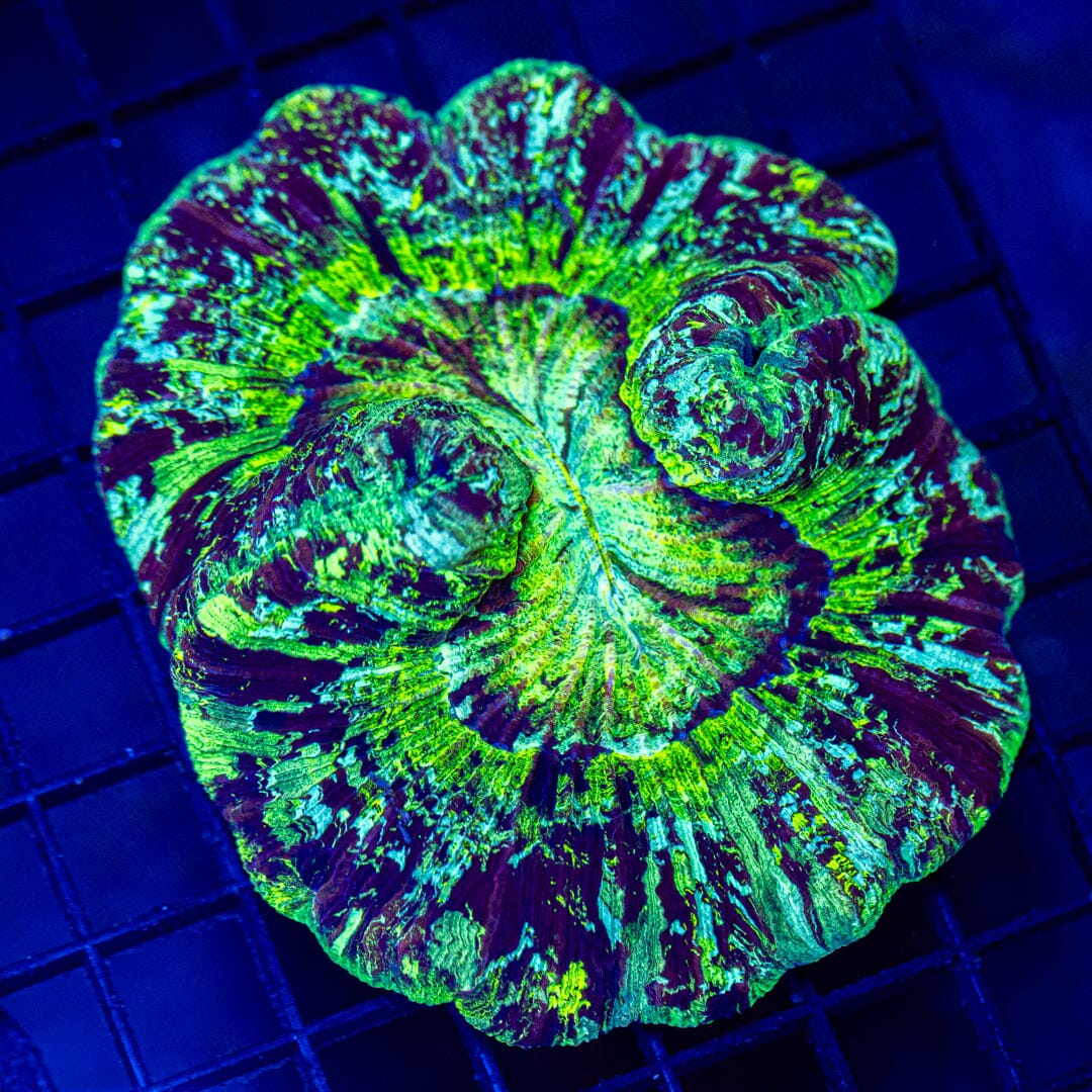 Brain Coral 15C - WYSIWYG Reef Lounge Norco