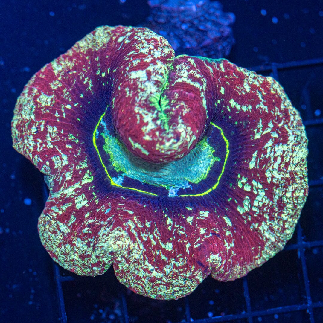 Brain Coral 16C - WYSIWYG Reef Lounge Norco
