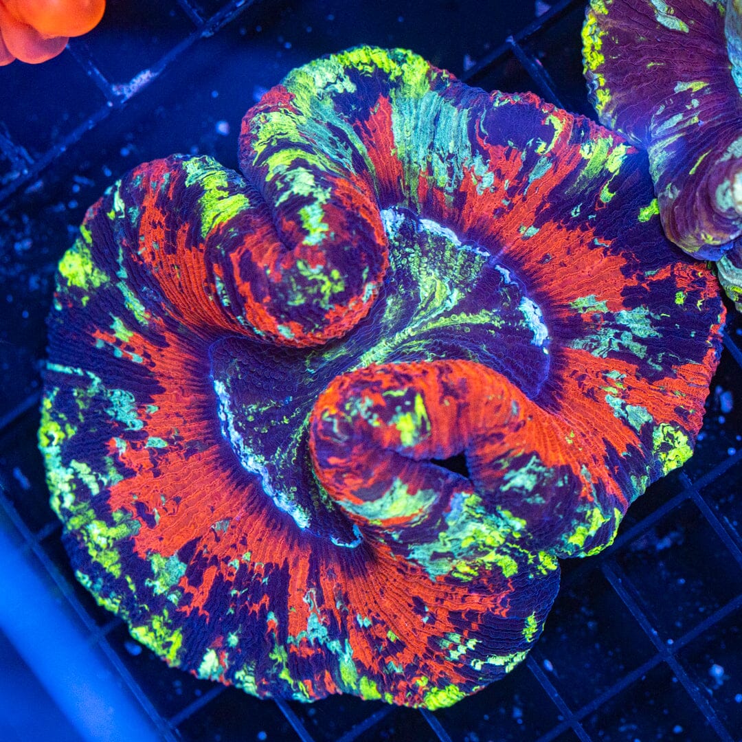 Brain Coral 18C - WYSIWYG Reef Lounge Norco