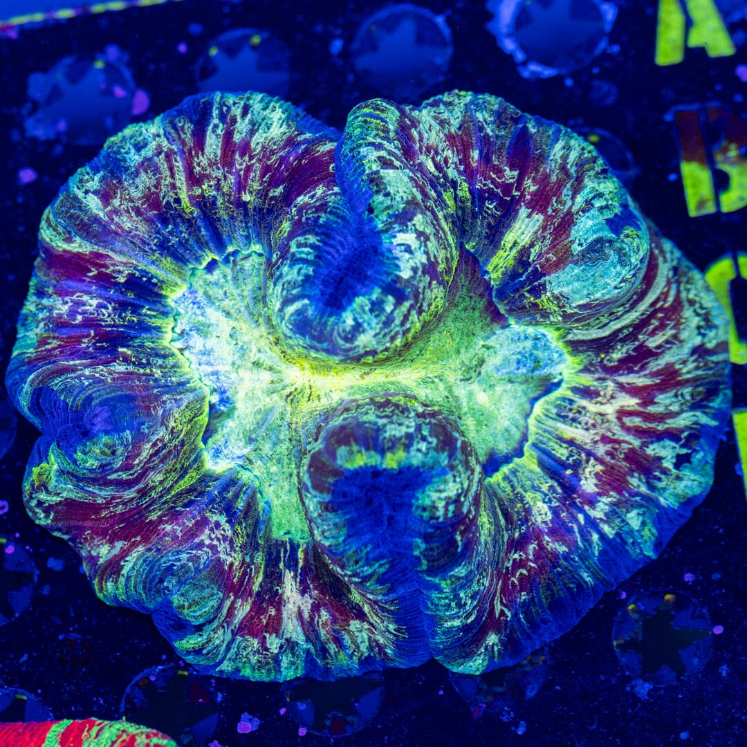 Brain Coral 1D - WYSIWYG LPS Coral Reef Lounge USA