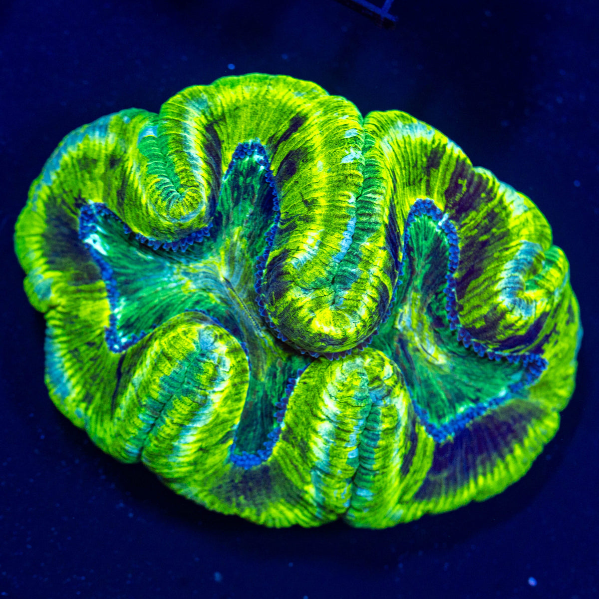 Brain Coral 1D - WYSIWYG Reef Lounge Coral