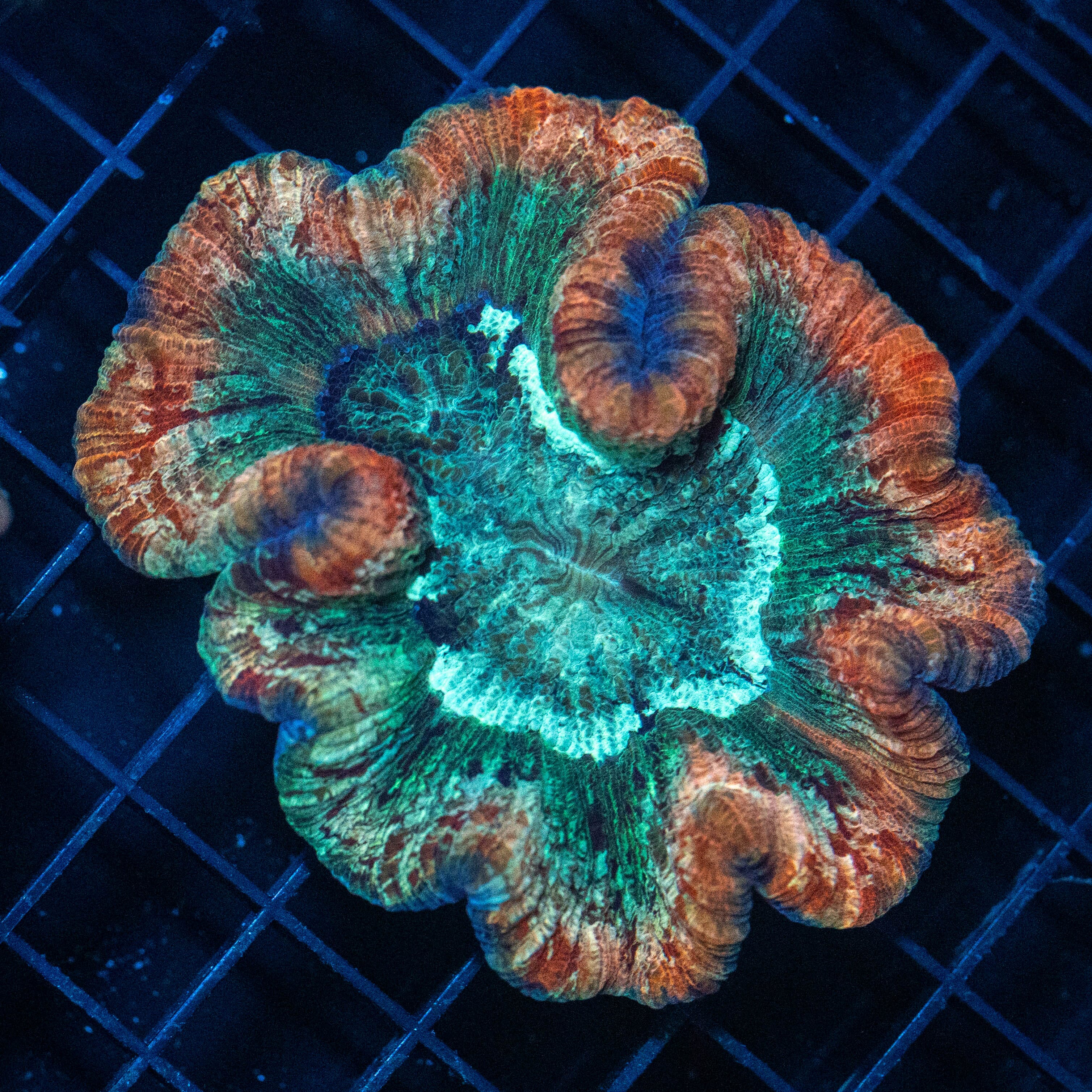 Brain Coral 1D - WYSIWYG Reef Lounge Norco
