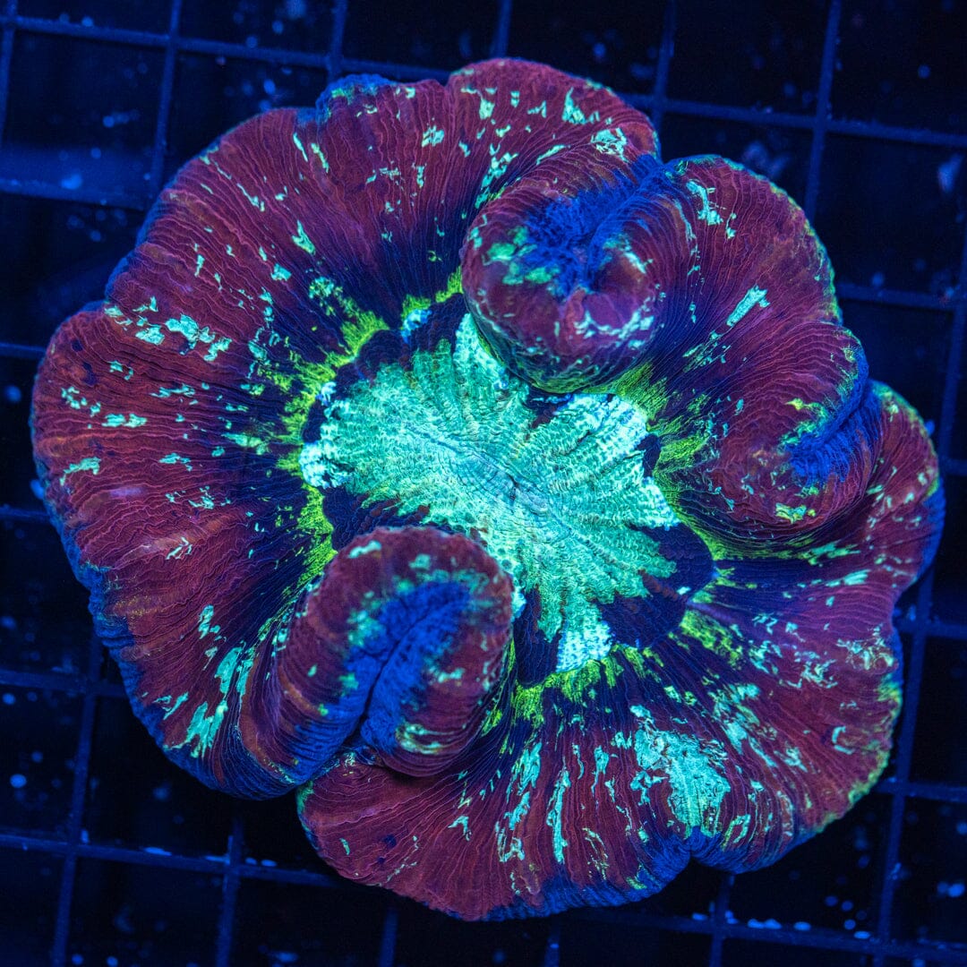 Brain Coral 20C - WYSIWYG Reef Lounge Norco