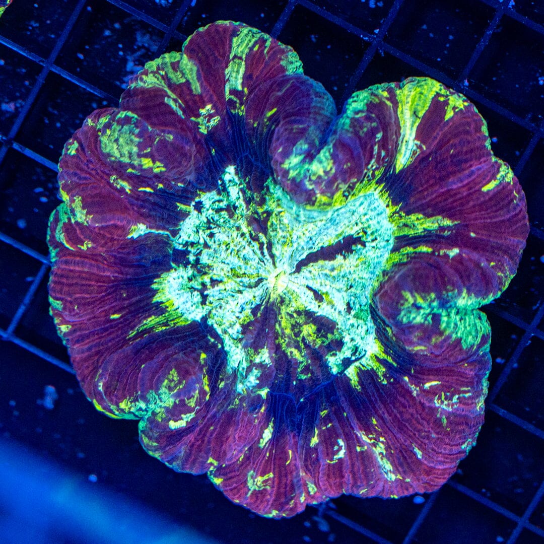 Brain Coral 21C - WYSIWYG Reef Lounge Norco