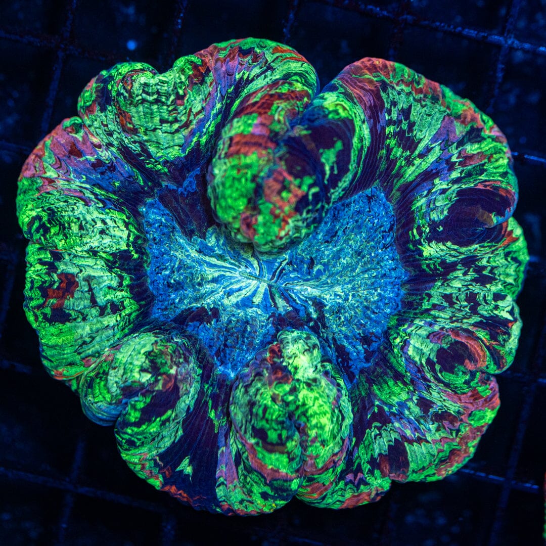 Brain Coral 25C - WYSIWYG Reef Lounge Norco