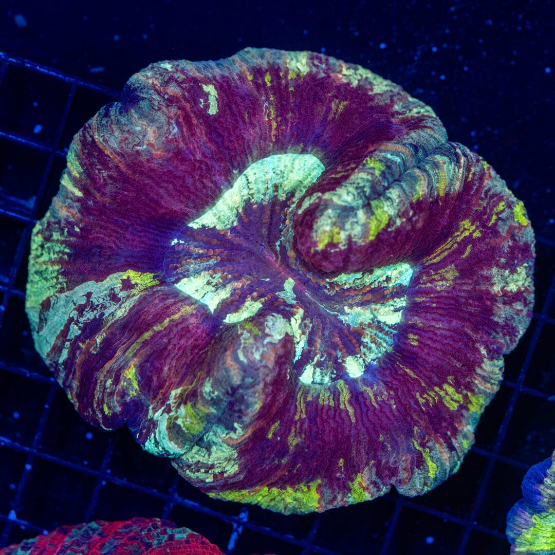 Brain Coral 27C - WYSIWYG Reef Lounge Norco