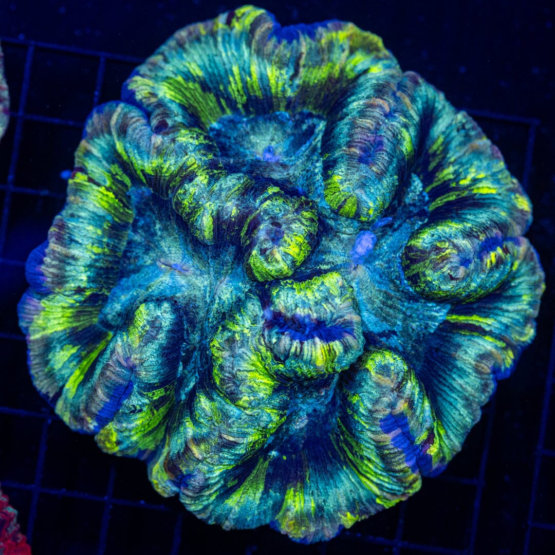Brain Coral 28C - WYSIWYG Reef Lounge Norco